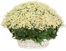 Цветочная композиция из Ромашки в корзине #REPLACE_PRED# Поселок кирпичного завода